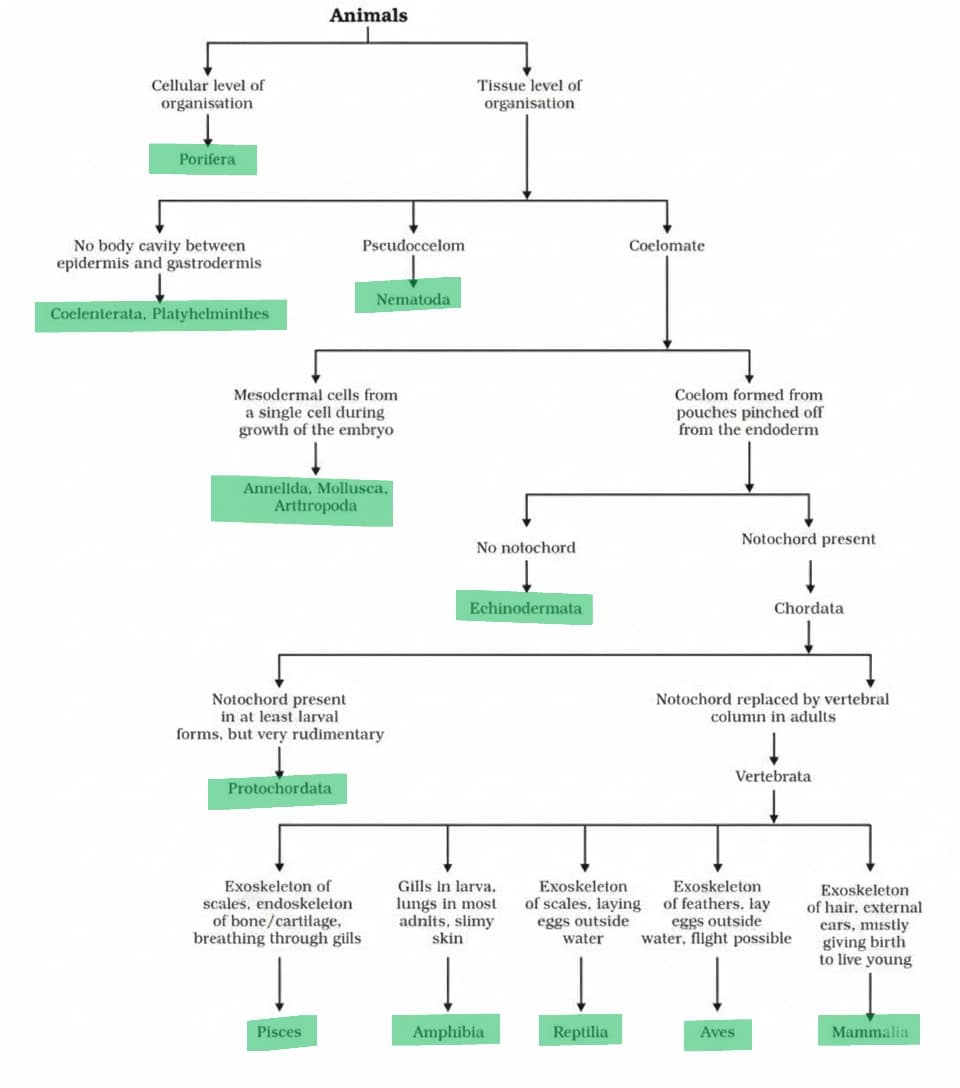 classification of animals