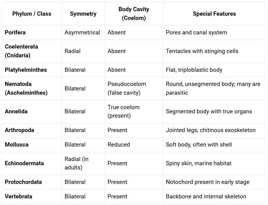summary table of class of Animalia
