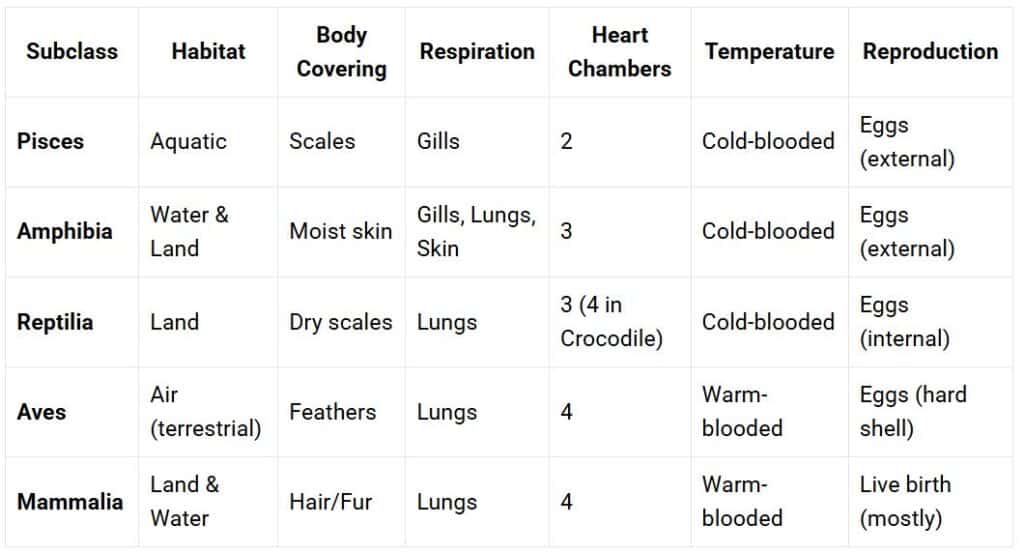 summary table of vertebrate