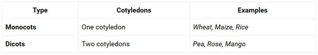 types of angiosperms