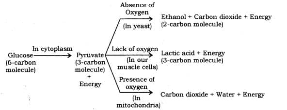 The different ways in which glucose is oxidized