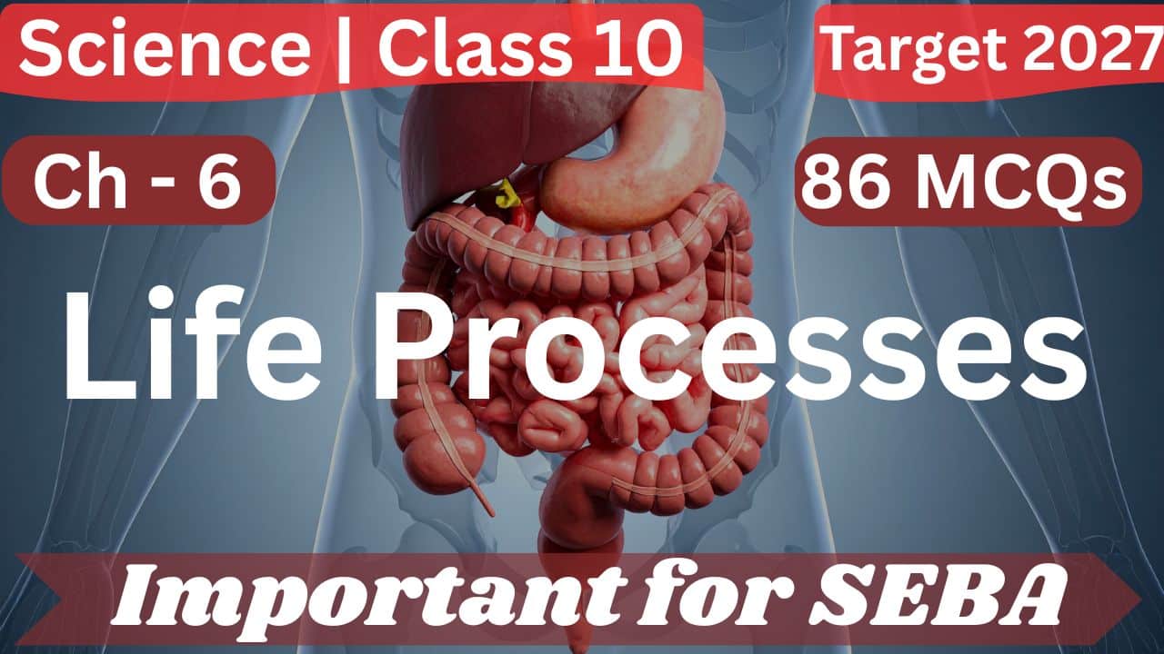 MCQs on Chapter 6: Life Processes | Class 10 Science