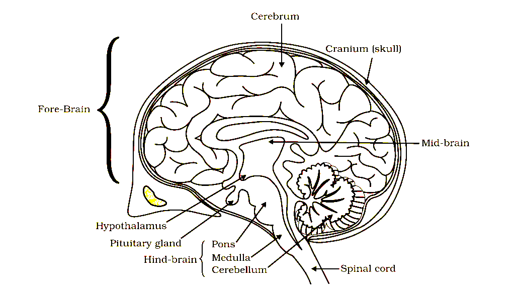 Brain Structure