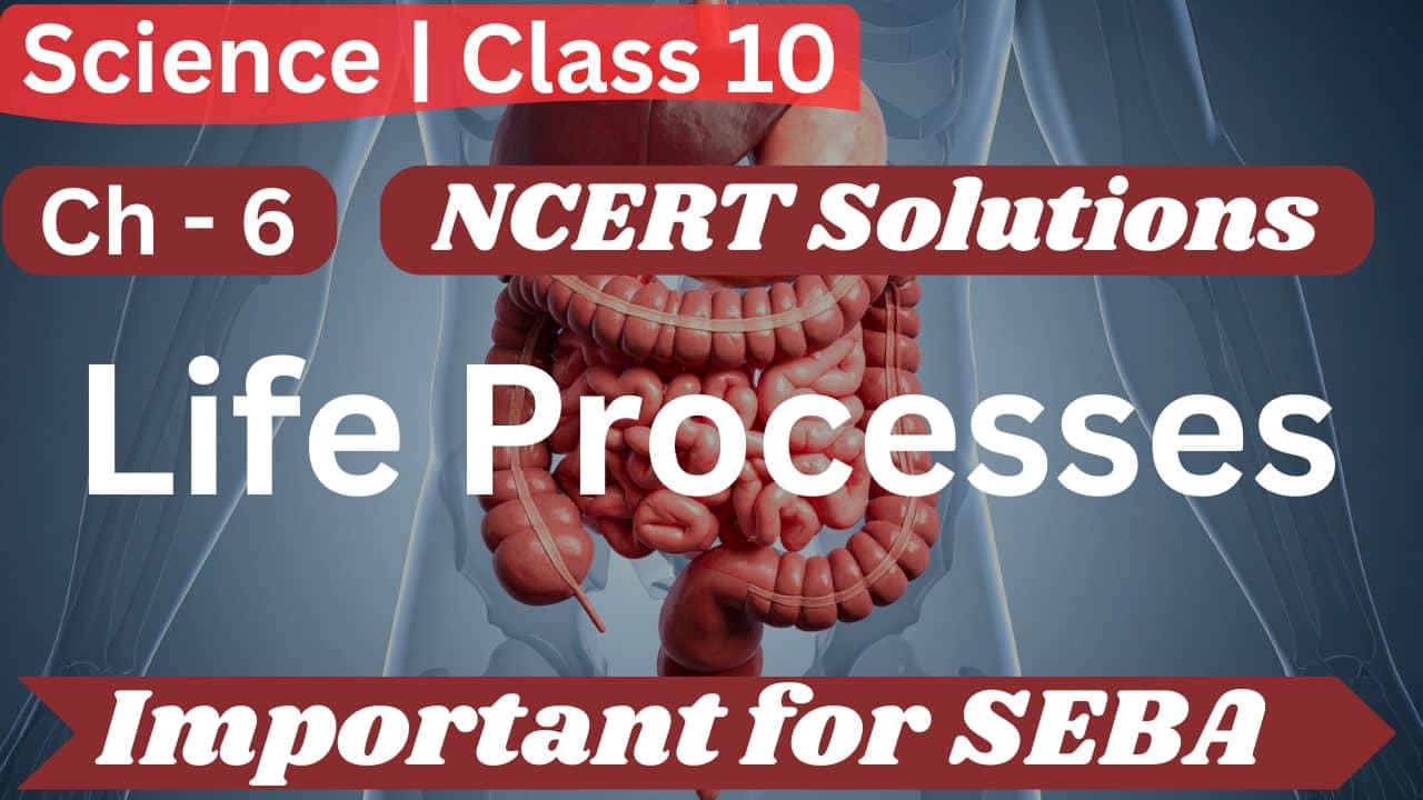 NCERT Solutions for Class 10 Science Chapter 6 Life Processes