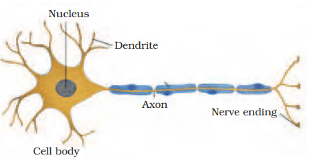 neuron structure