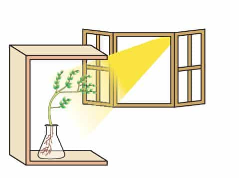 Phototropism