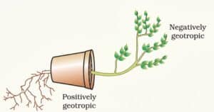 positive geotropism