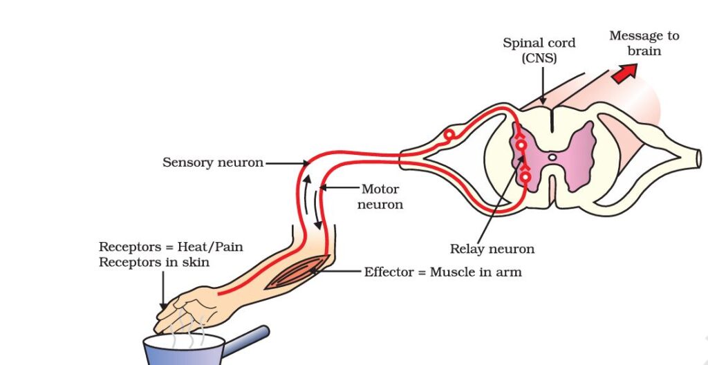 Reflex arc pathway