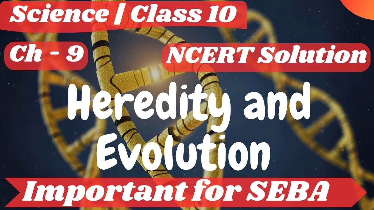 SEBA Solutions for Class 10 Science Chapter 9 Heredity and Evolution